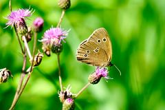 Brauner Waldvogel (Aphantopus hyperantus)