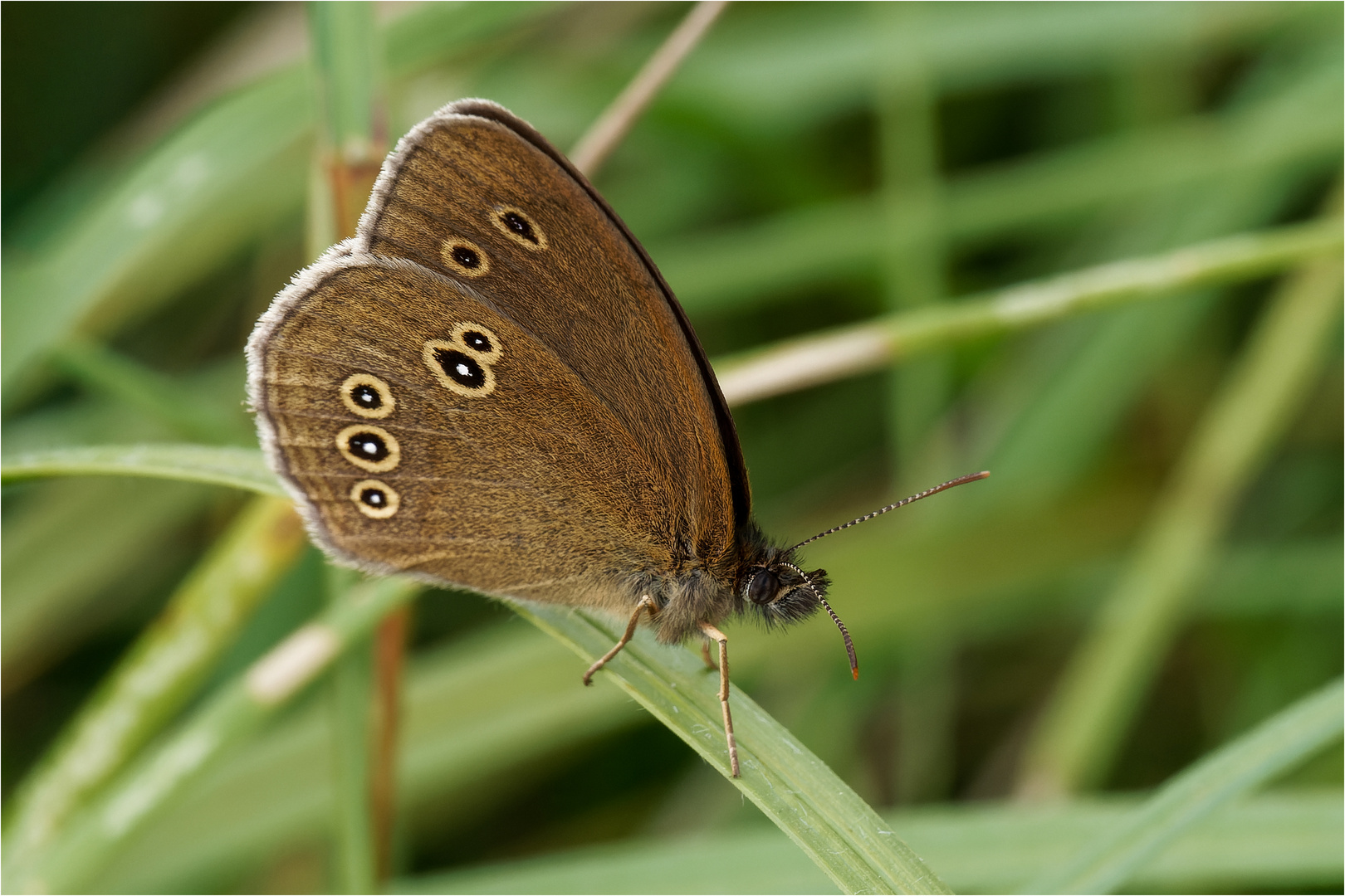 Brauner Waldvogel - Aphantopus hyperantus -   .....