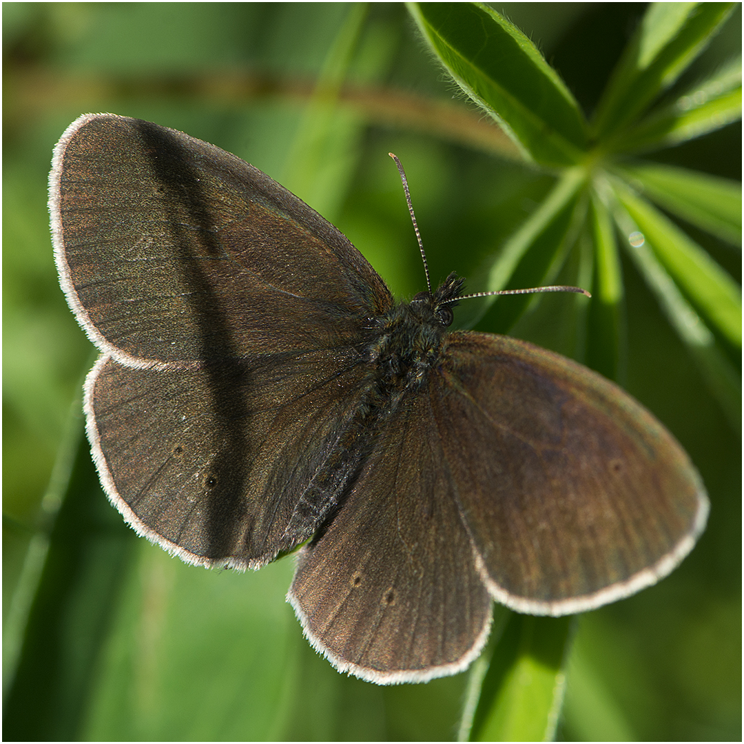 Brauner Waldvogel - Aphantopus hyperantus