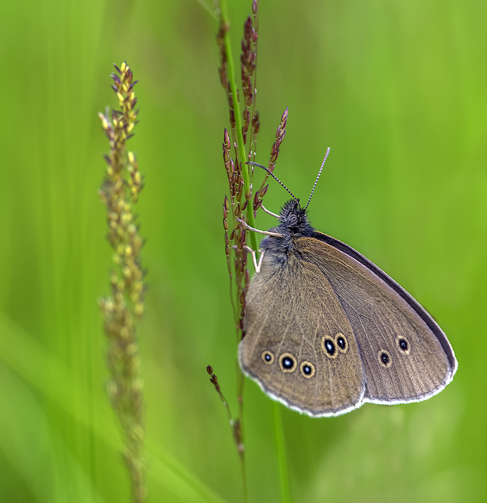 Brauner Waldvogel (Aphantopus hyperantus) am Schlafplatz ...