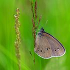 Brauner Waldvogel (Aphantopus hyperantus) am Schlafplatz ...