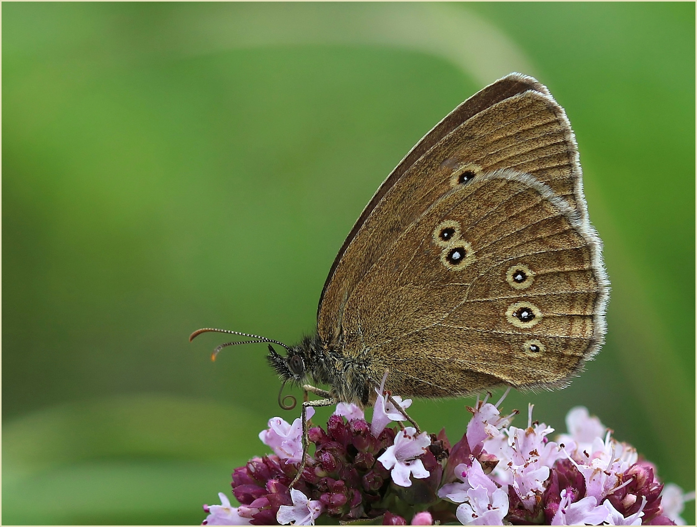 Brauner Waldvogel (Aphantopus hyperantus) - auch Schornsteinfeger genannt.