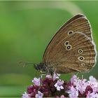 Brauner Waldvogel (Aphantopus hyperantus) - auch Schornsteinfeger genannt.