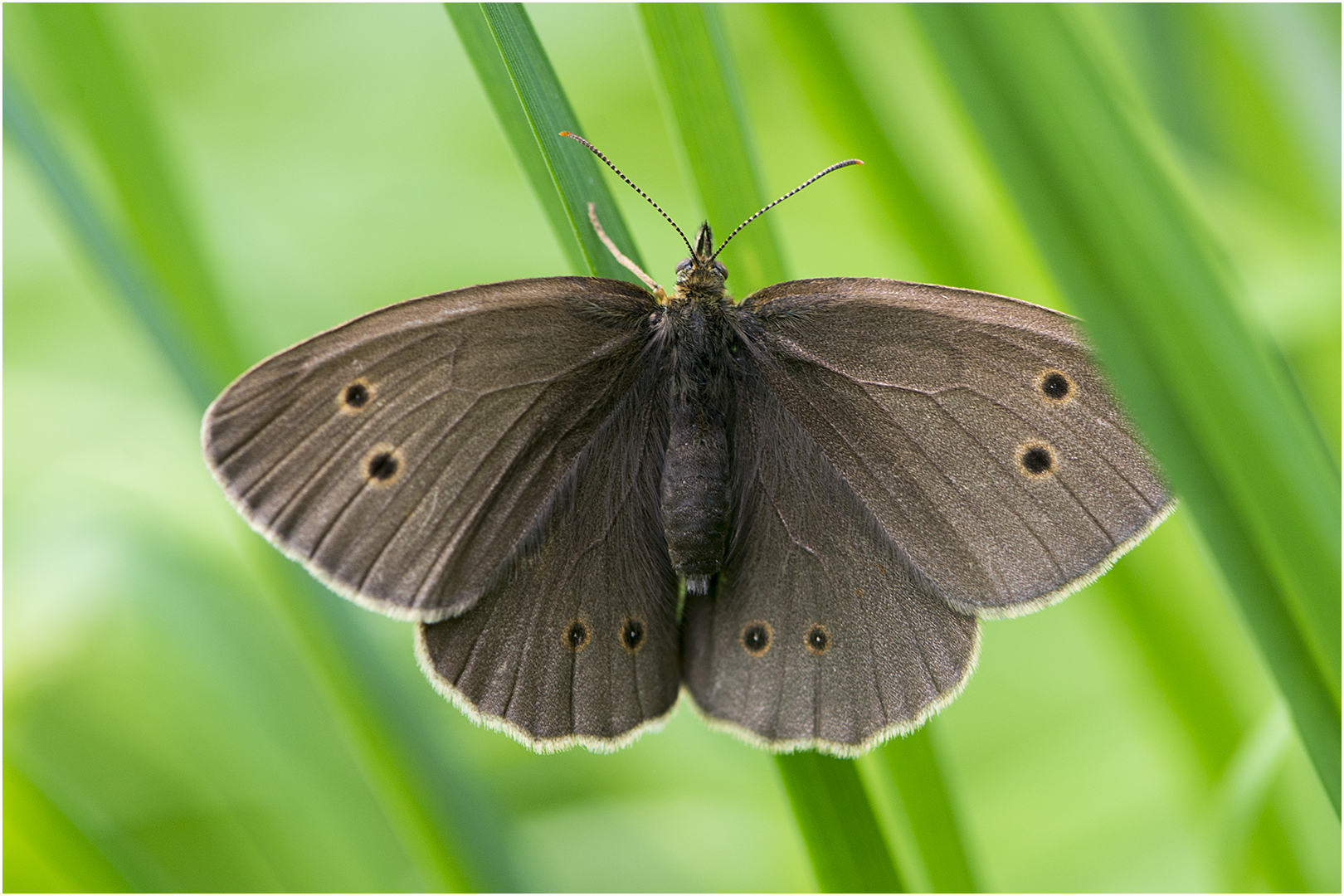 Brauner Waldvogel - Aphantopus hyperantus -. . .