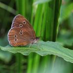 Brauner Waldvogel (Aphantopus hyperantus)