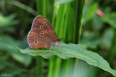 Brauner Waldvogel (Aphantopus hyperantus)