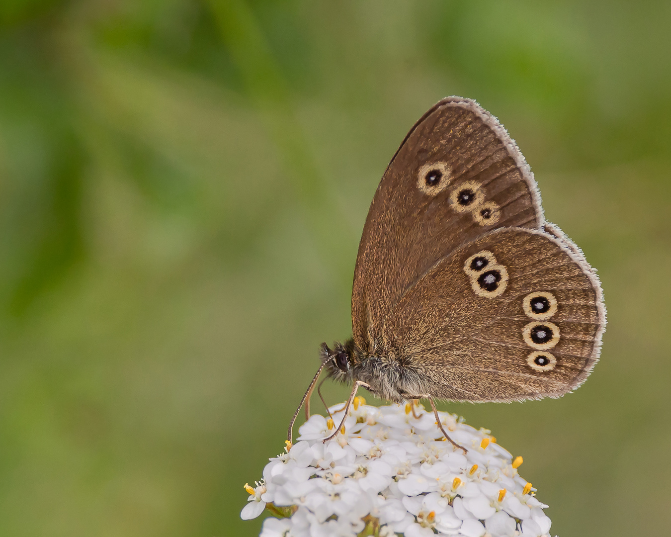 Brauner Waldvogel (Aphantopus hyperantus)