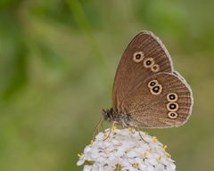 Brauner Waldvogel (Aphantopus hyperantus)