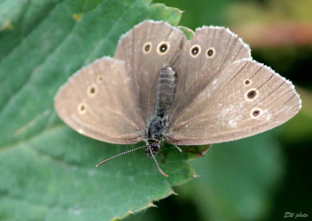 Brauner Waldvogel (Aphantopus hyperantus)