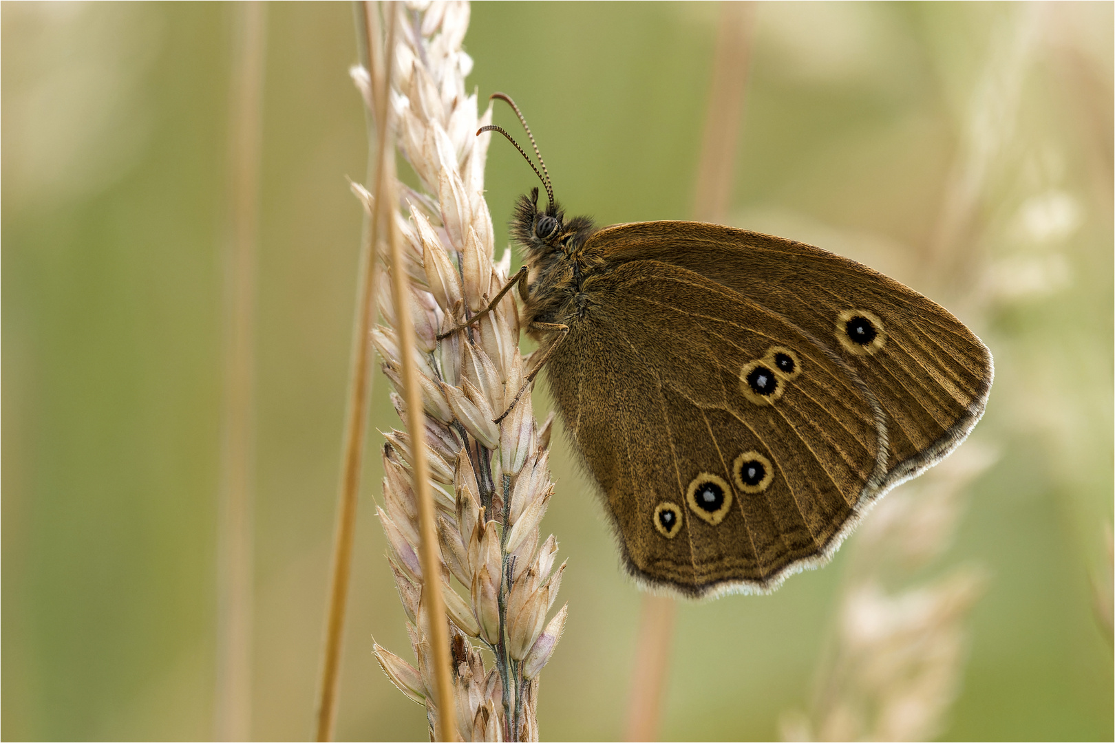 Brauner Waldvogel (Aphantopus hyperantus) .....