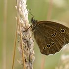 Brauner Waldvogel (Aphantopus hyperantus) .....