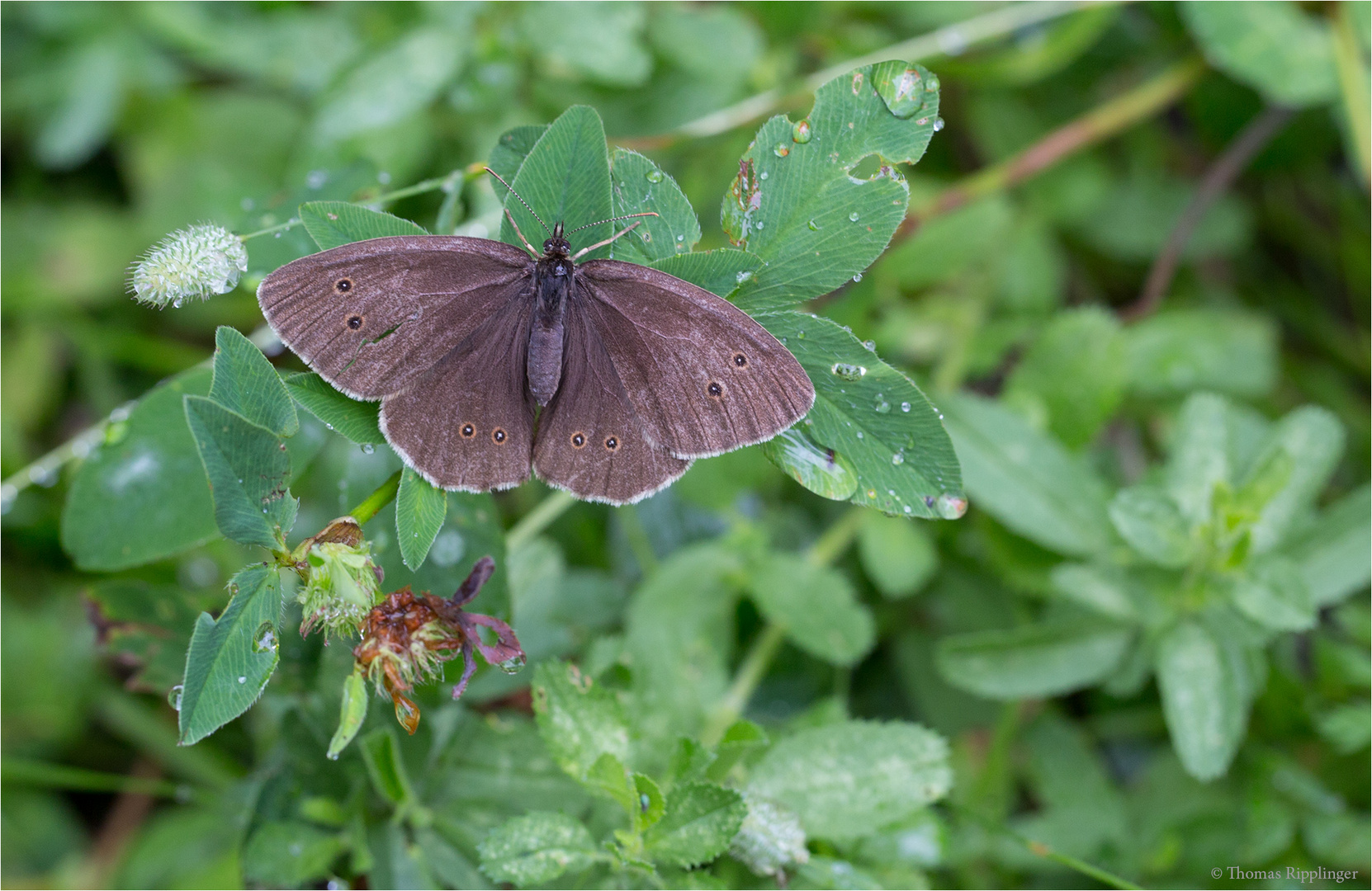 Brauner Waldvogel (Aphantopus hyperantus)