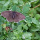 Brauner Waldvogel (Aphantopus hyperantus)