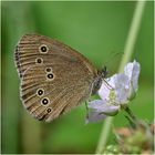 Brauner Waldvogel - Aphantopus hyperantus