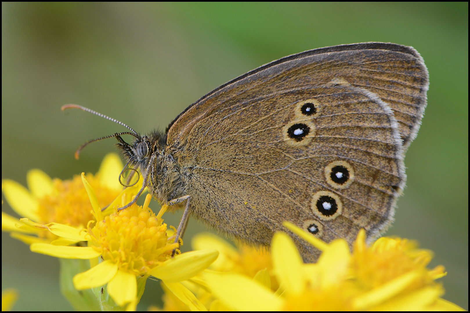 Brauner Waldvogel - Aphantopus hyperantus