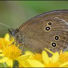 Brauner Waldvogel - Aphantopus hyperantus