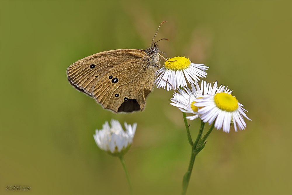 Brauner Waldvogel (Aphantopus hyperantus).