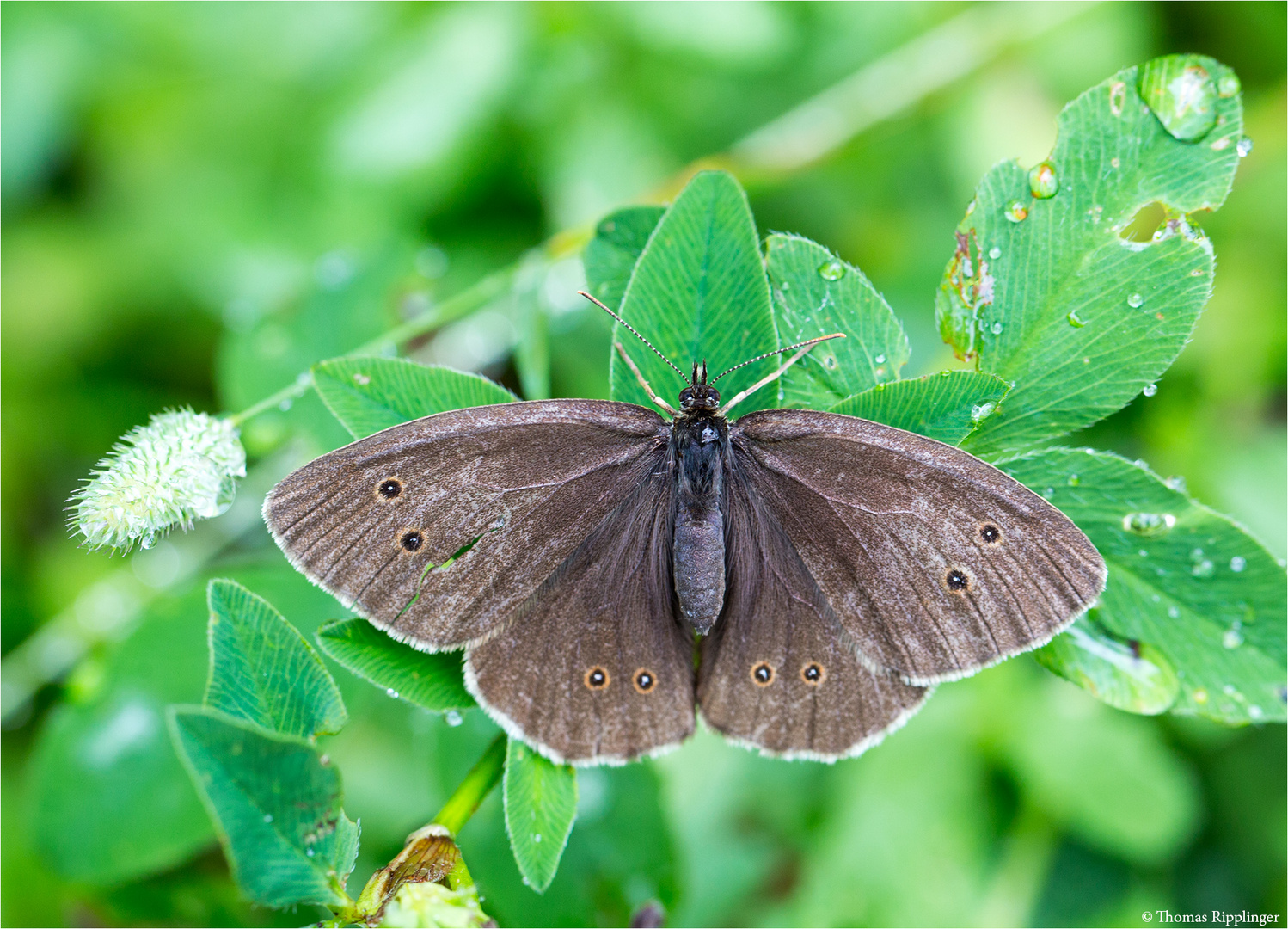 Brauner Waldvogel (Aphantopus hyperantus). .