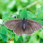 Brauner Waldvogel (Aphantopus hyperantus). .