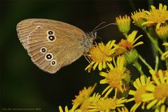 Brauner Waldvogel (Aphantopus hyperantus)