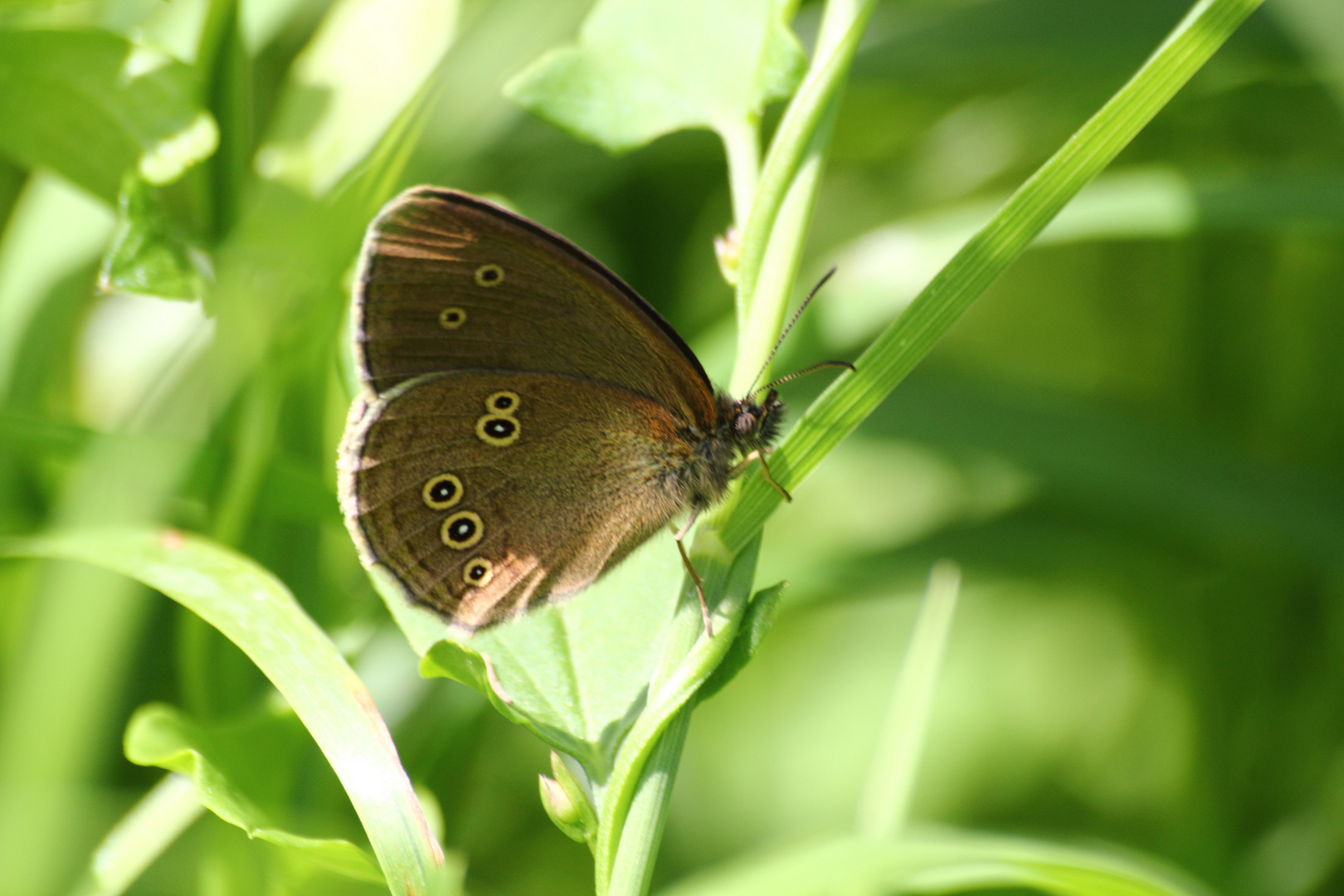 Brauner Waldvogel, Aphantopus hyperantus