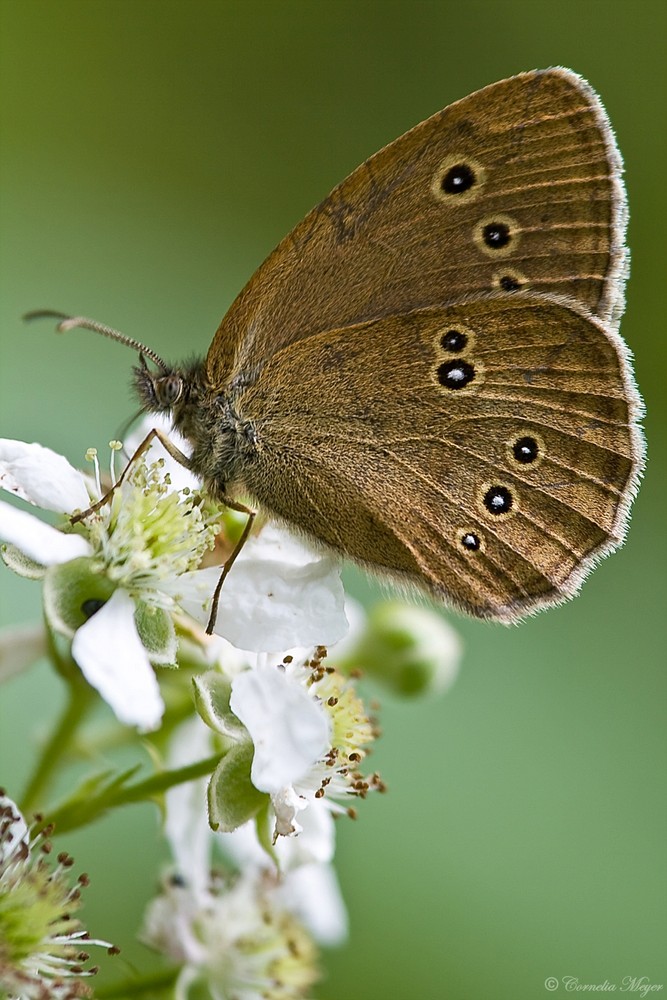 Brauner Waldvogel (Aphantopus hyperantus)