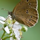 Brauner Waldvogel (Aphantopus hyperantus)