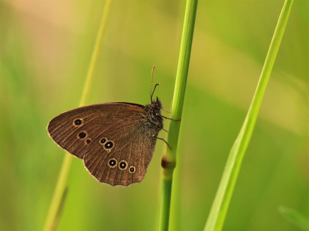  Brauner Waldvogel (Aphantopus hyperantus)