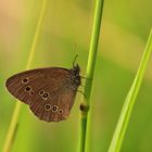  Brauner Waldvogel (Aphantopus hyperantus)