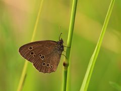  Brauner Waldvogel (Aphantopus hyperantus)