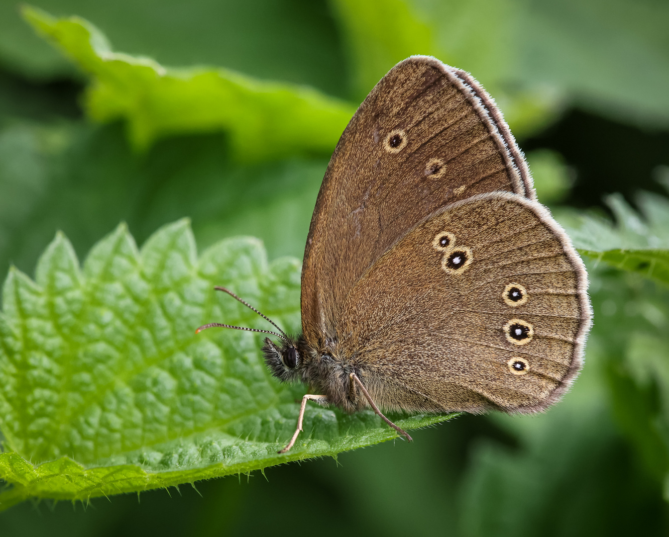 Brauner Waldvogel (Aphantopus hyperantus)