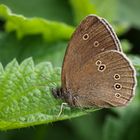 Brauner Waldvogel (Aphantopus hyperantus)