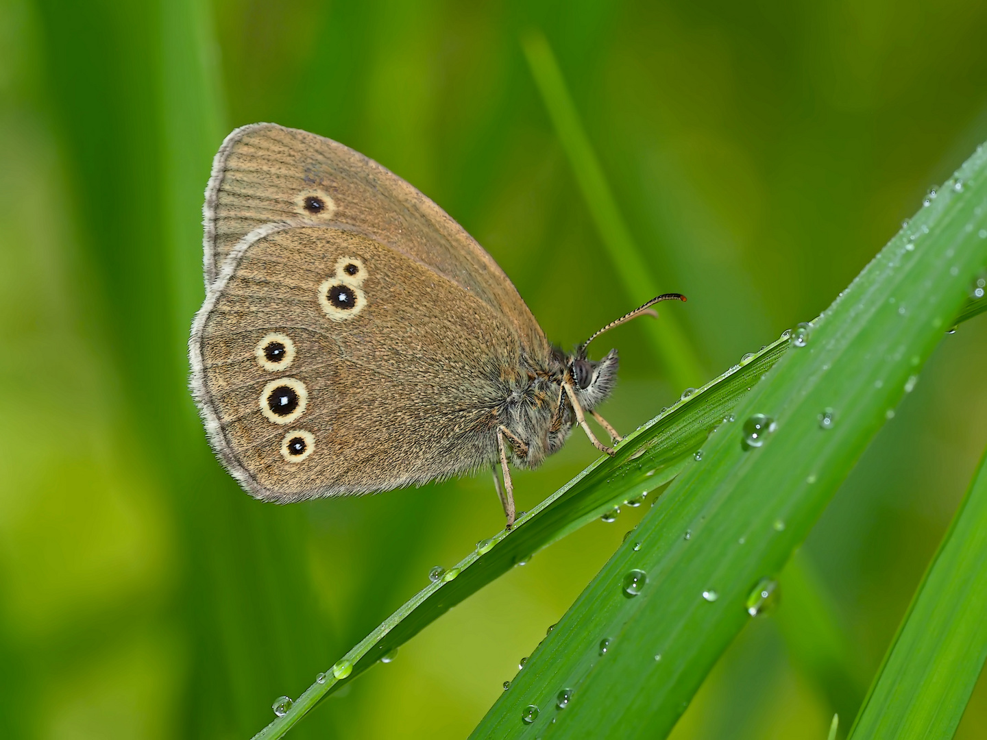 Brauner Waldvogel  (Aphantopus hyperantus) 