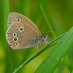 Brauner Waldvogel  (Aphantopus hyperantus) 