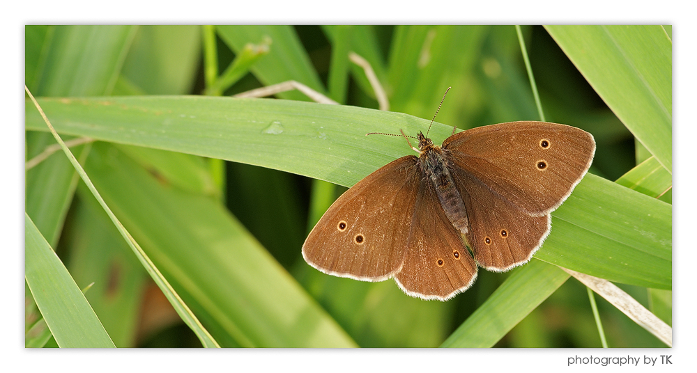 Brauner Waldvogel (Aphantopus hyperantus) I