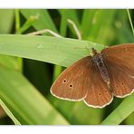 Brauner Waldvogel (Aphantopus hyperantus) I