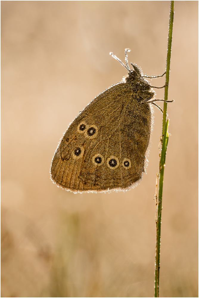 Brauner Waldvogel (Aphantopus hyperantus) I/15