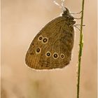 Brauner Waldvogel (Aphantopus hyperantus) I/15