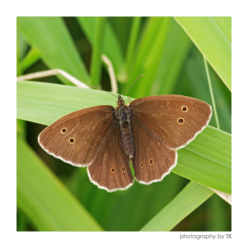 Brauner Waldvogel (Aphantopus hyperantus) II