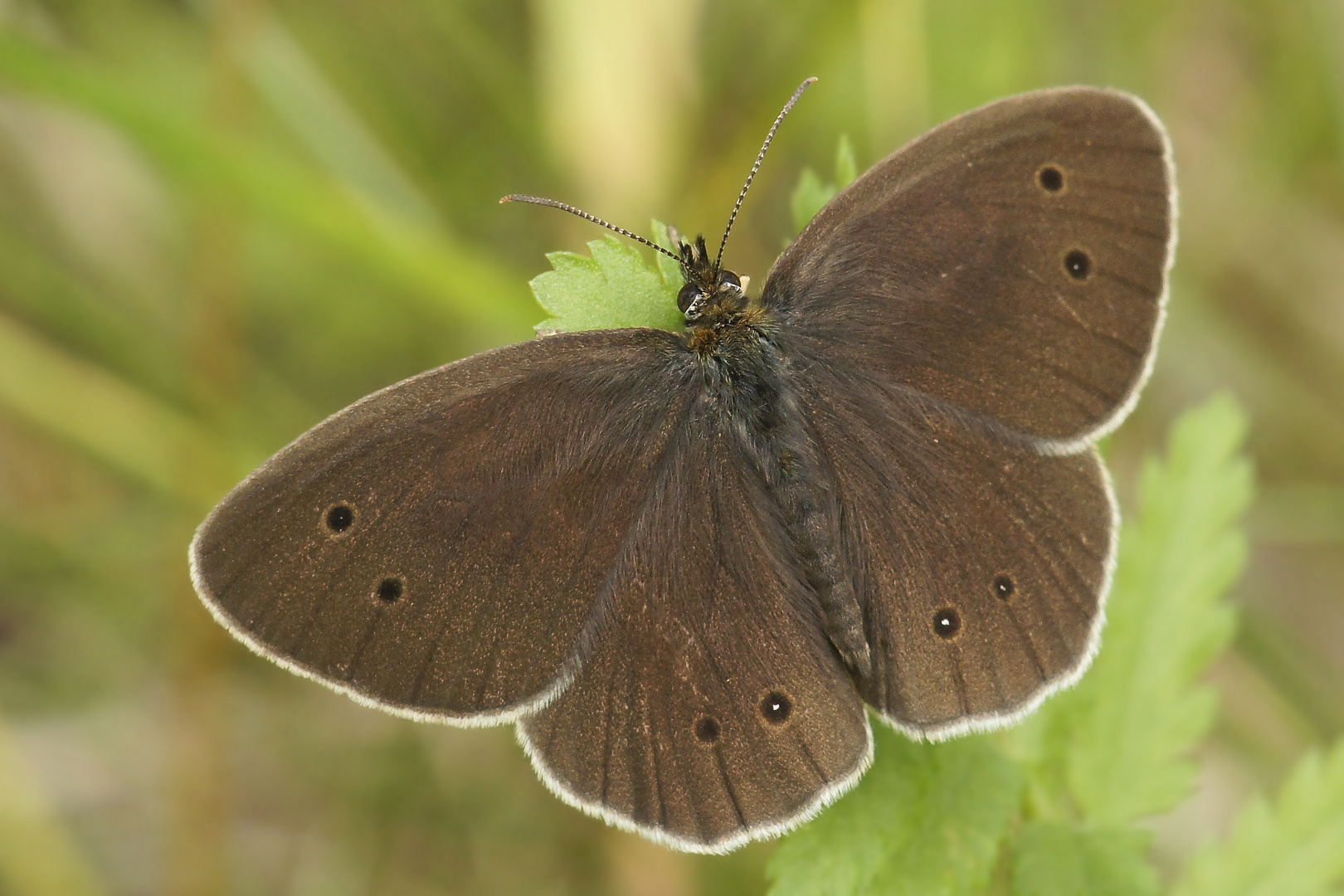 Brauner Waldvogel (Aphantopus hyperantus), Männchen