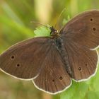 Brauner Waldvogel (Aphantopus hyperantus), Männchen