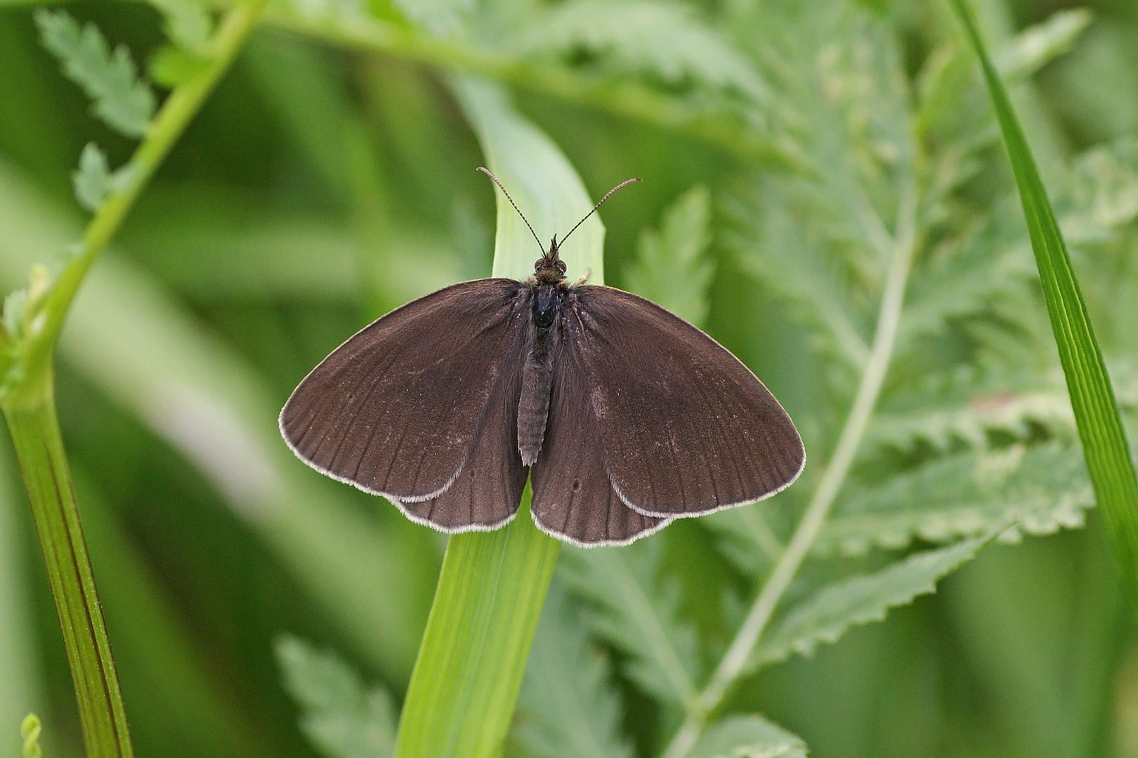 Brauner Waldvogel (Aphantopus hyperantus), Männchen