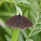 Brauner Waldvogel (Aphantopus hyperantus), Männchen