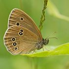 Brauner Waldvogel (Aphantopus hyperantus), Männchen