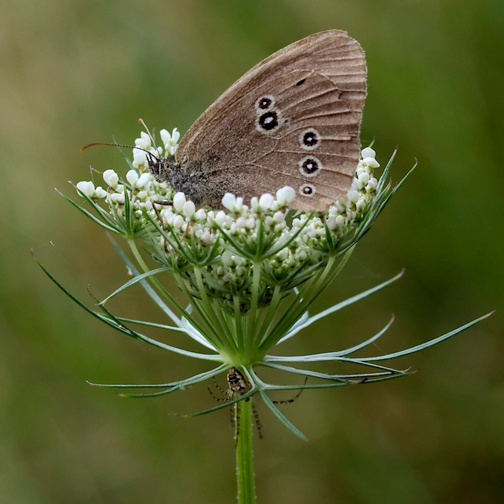 Brauner Waldvogel (Aphantopus hyperantus) mit Spinne