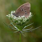 Brauner Waldvogel (Aphantopus hyperantus) mit Spinne