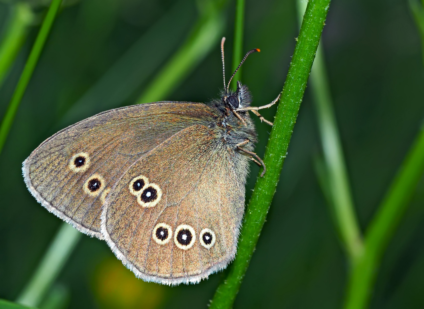 Brauner Waldvogel (Aphantopus hyperantus) - Tristan - une petite beauté! 