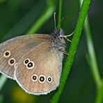 Brauner Waldvogel (Aphantopus hyperantus) - Tristan - une petite beauté! 