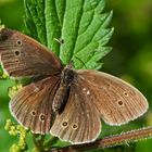 Brauner Waldvogel (Aphantopus hyperantus) - Tristan - une petite beauté!