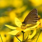 Brauner Waldvogel auf gelbem Mädchenauge